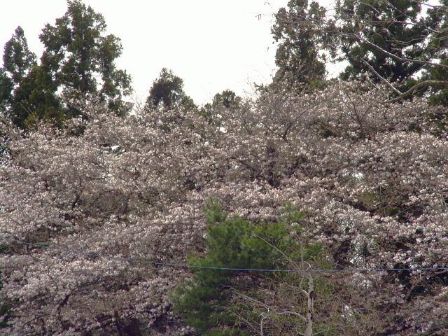 奥州市のさくら(桜）2008 2008/04/15