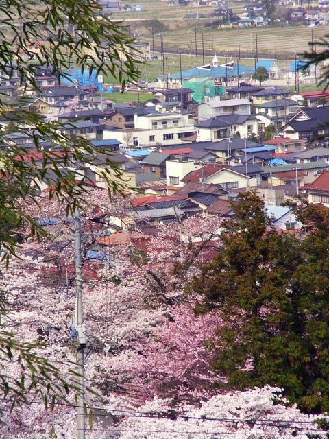 奥州市のさくら(桜）2008 2008/04/15