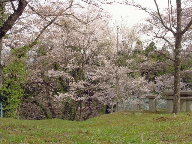 奥州市のさくら(桜）2008 2008/04/15