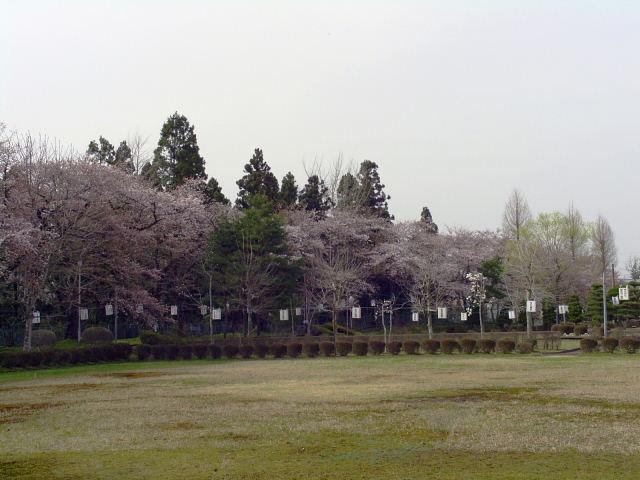 奥州市のさくら(桜）2008 2008/04/15