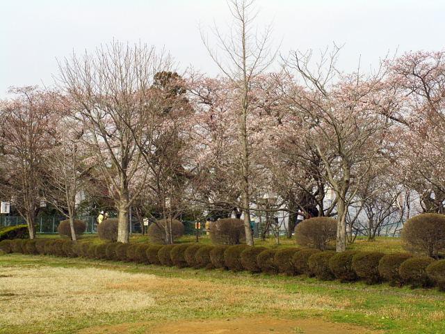 奥州市のさくら(桜）2008 2008/04/15