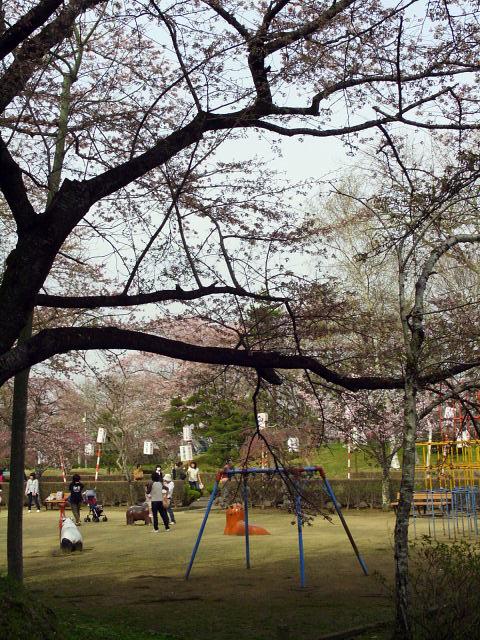 奥州市のさくら(桜）2008 2008/04/15