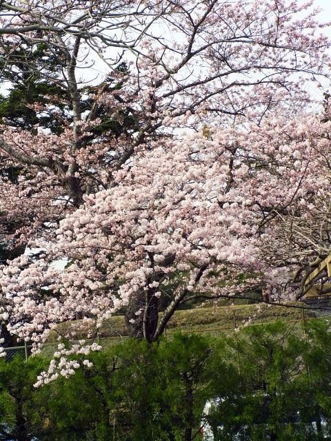 奥州市のさくら(桜）2008 2008/04/15