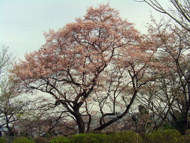 奥州市のさくら(桜）2008 2008/04/15