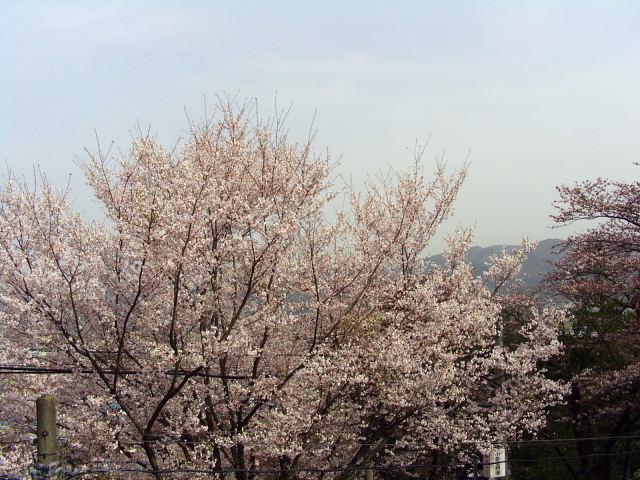 奥州市のさくら(桜）2008 2008/04/15