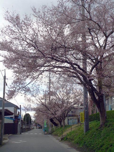 奥州市のさくら(桜）2008 2008/04/15