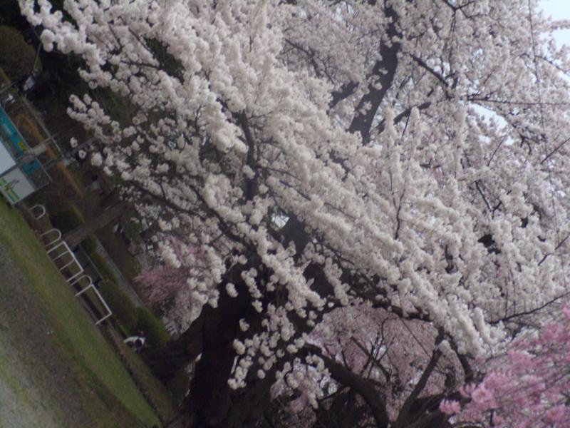 奥州市のさくら(桜）2009 2009/04/14