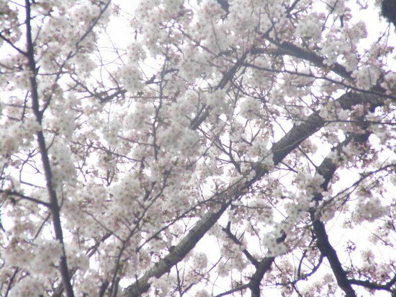 奥州市のさくら(桜）2009 2009/04/14