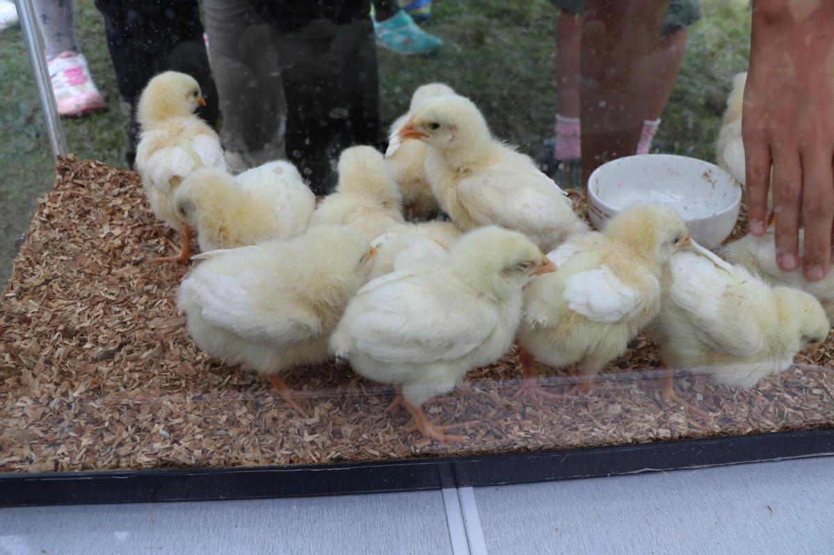 いわて県南まつりフェス in 平泉2017 2017/07/30