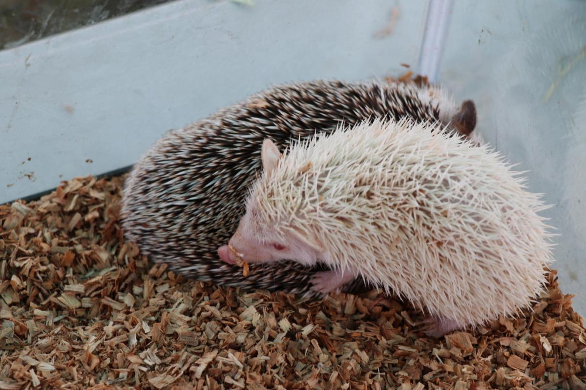 いわて県南まつりフェス in 平泉2017 2017/07/30