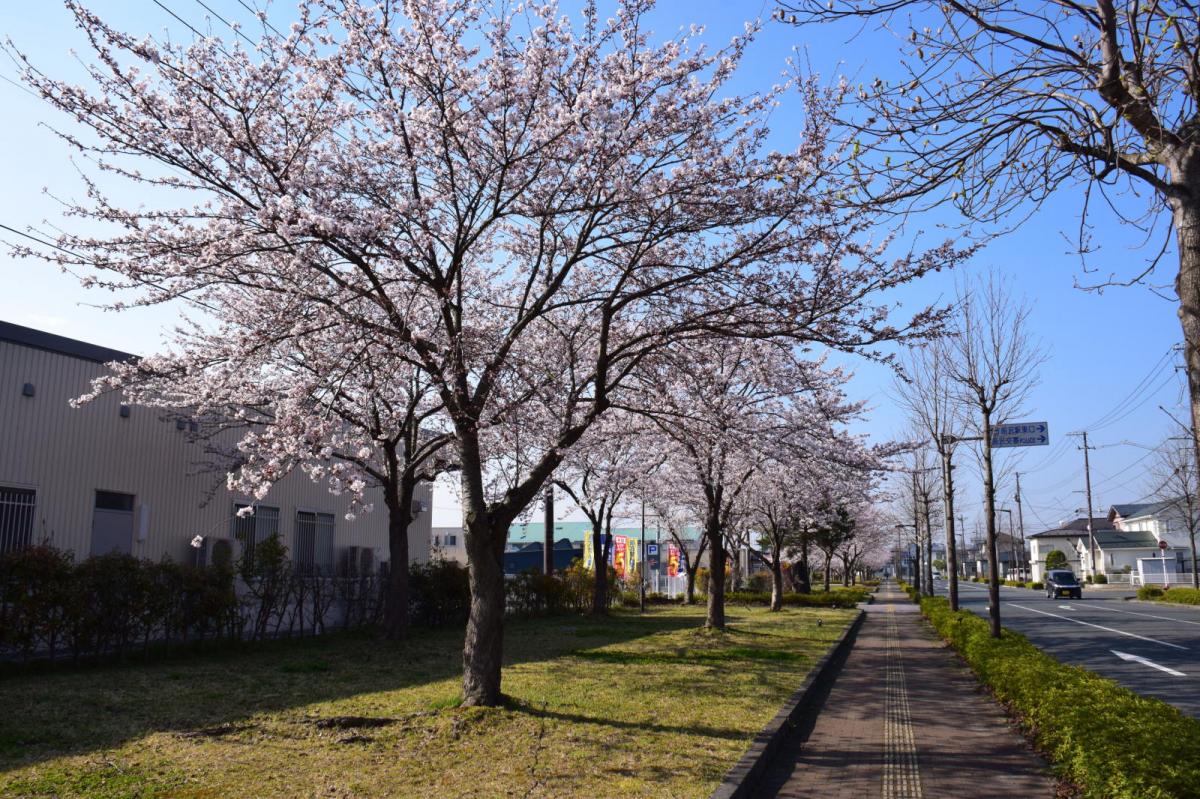 奥州市前沢アスティ商店会さくらのライトアップ 2019/04/19