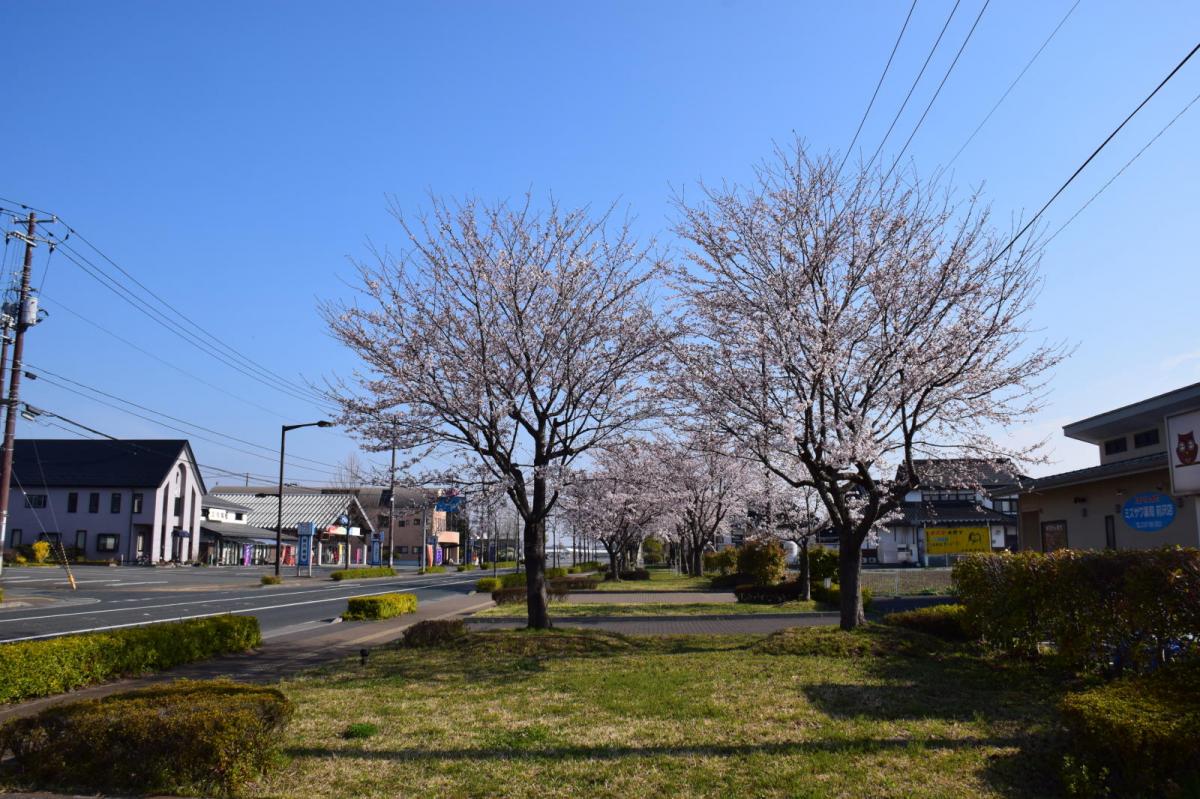 奥州市前沢アスティ商店会さくらのライトアップ 2019/04/19