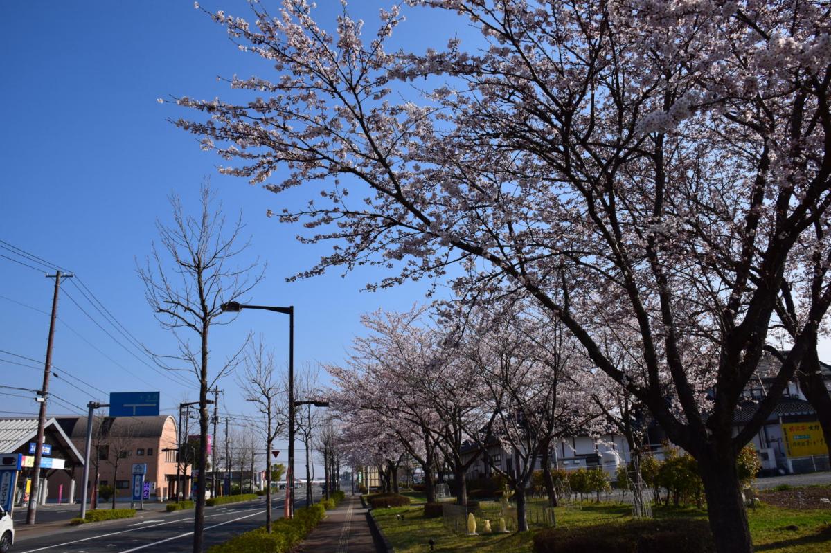奥州市前沢アスティ商店会さくらのライトアップ 2019/04/19