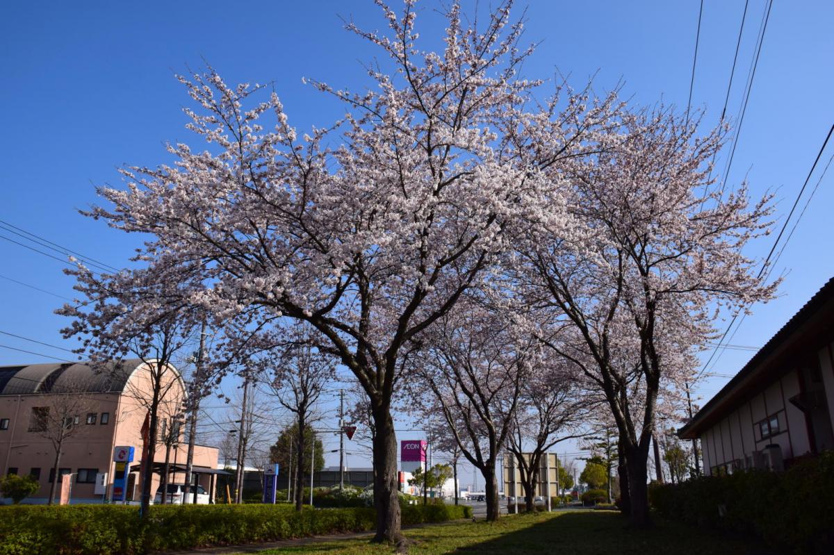 奥州市前沢アスティ商店会さくらのライトアップ 2019/04/19
