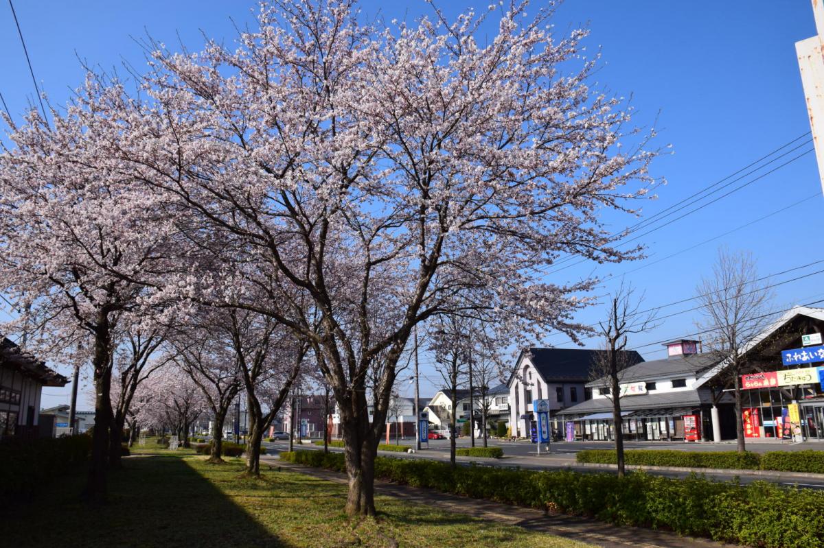奥州市前沢アスティ商店会さくらのライトアップ 2019/04/19
