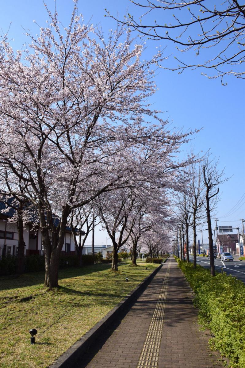 奥州市前沢アスティ商店会さくらのライトアップ 2019/04/19