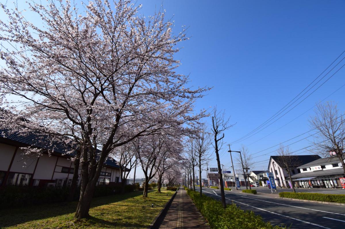 奥州市前沢アスティ商店会さくらのライトアップ 2019/04/19