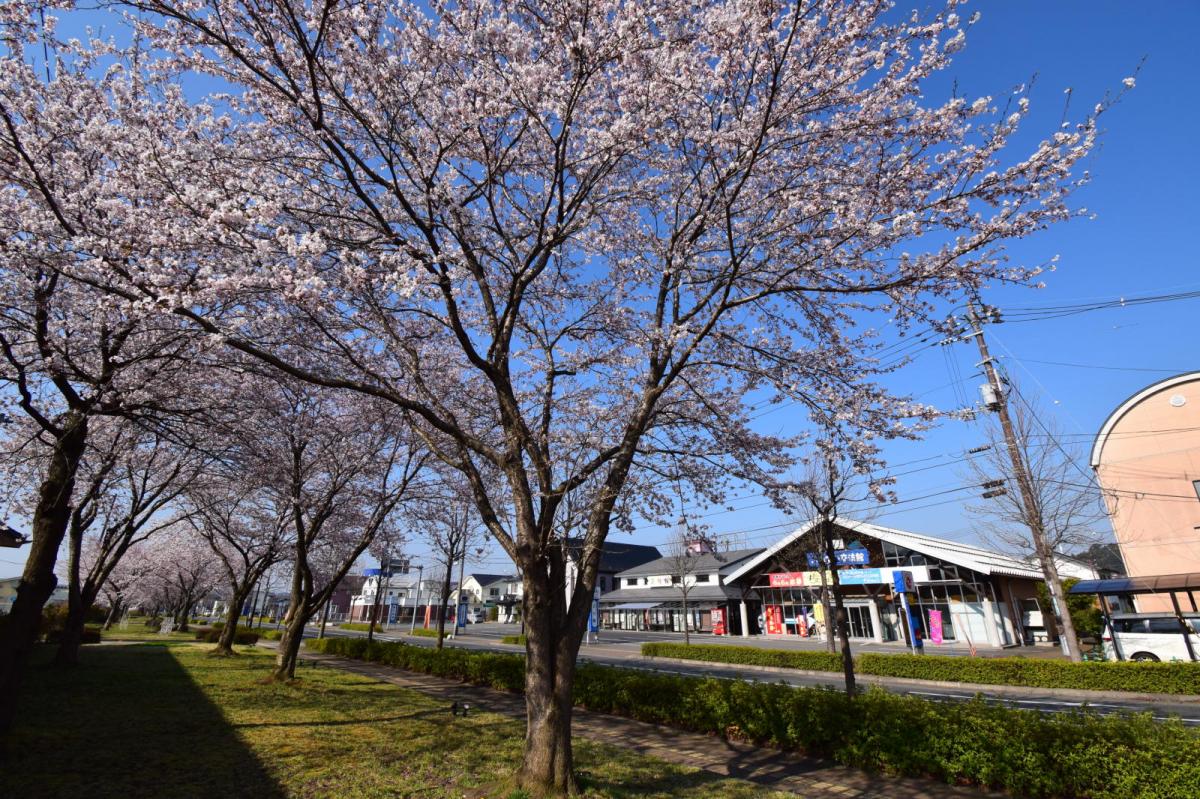 奥州市前沢アスティ商店会さくらのライトアップ 2019/04/19