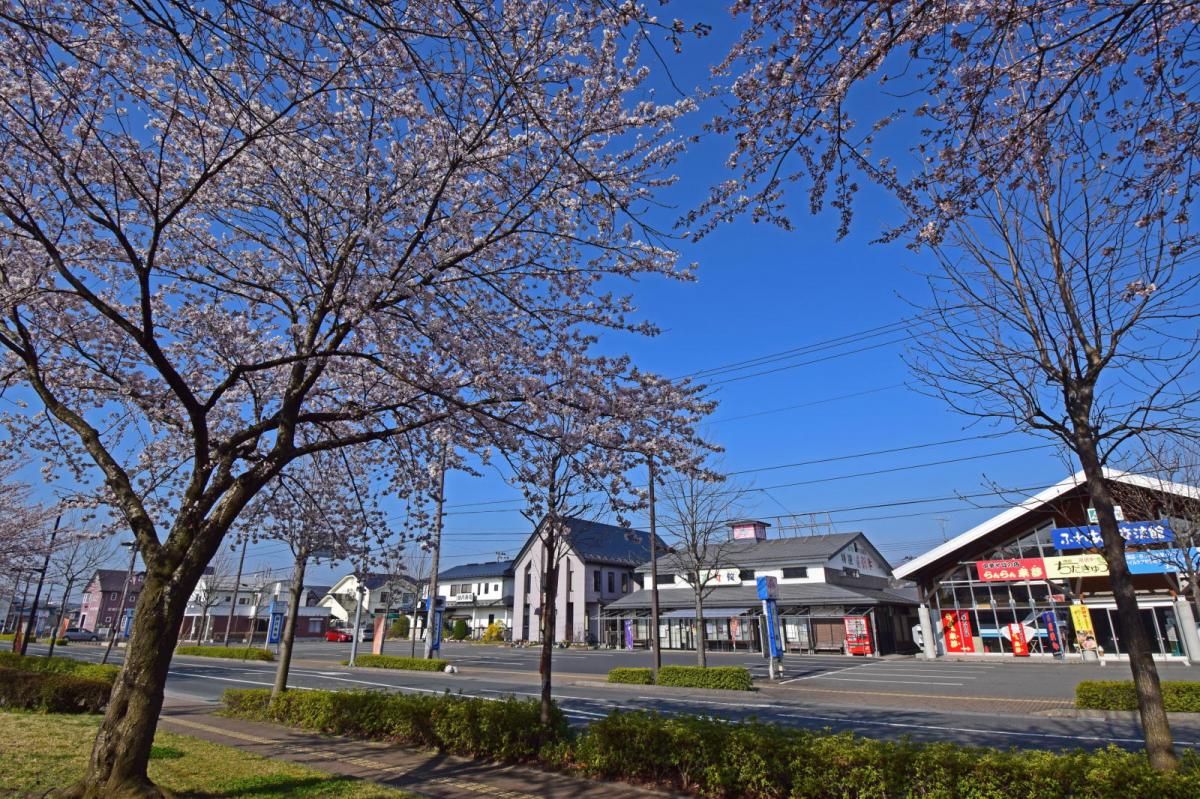 奥州市前沢アスティ商店会さくらのライトアップ 2019/04/19