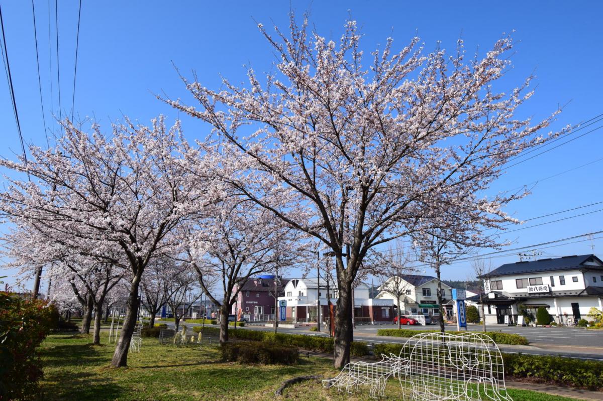 奥州市前沢アスティ商店会さくらのライトアップ 2019/04/19