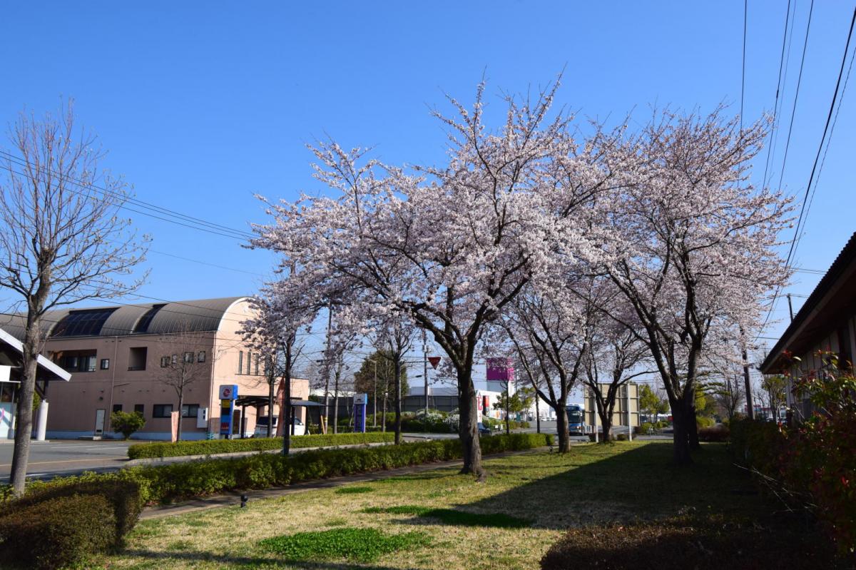 奥州市前沢アスティ商店会さくらのライトアップ 2019/04/19