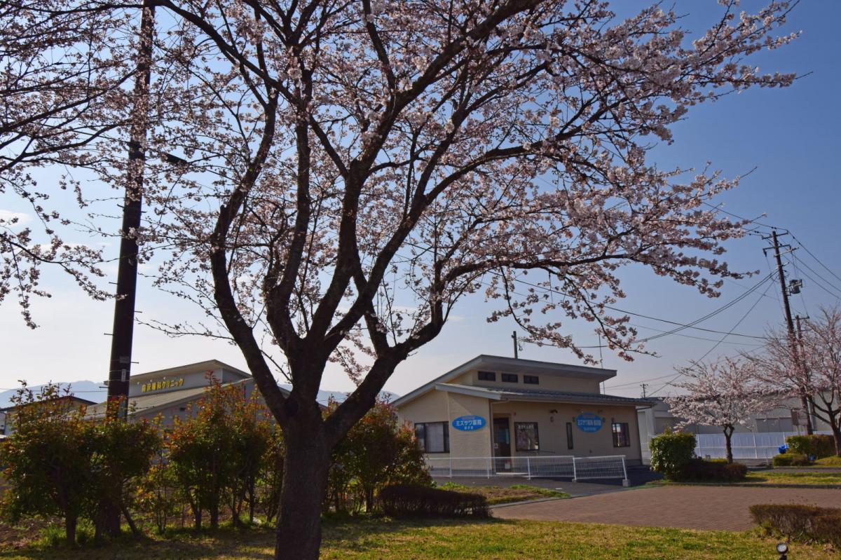 奥州市前沢アスティ商店会さくらのライトアップ 2019/04/19