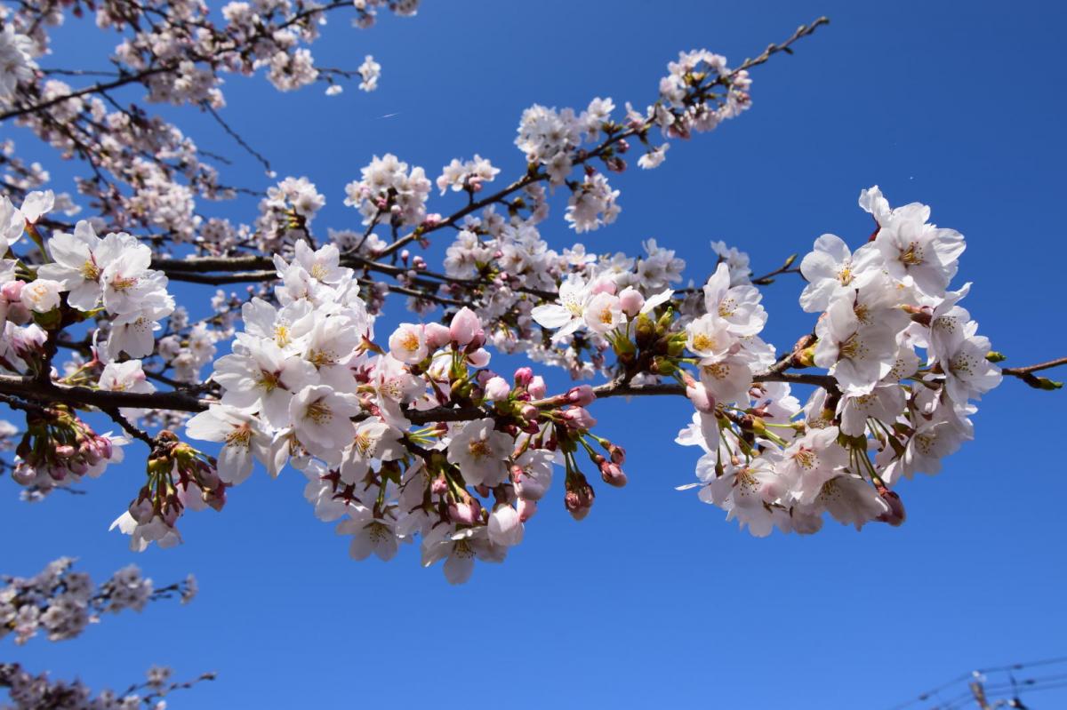 奥州市前沢アスティ商店会さくらのライトアップ 2019/04/19