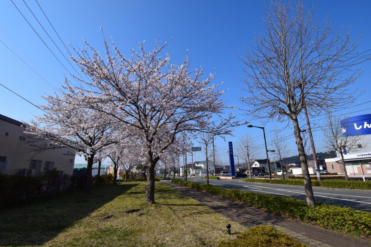 奥州市前沢アスティ商店会さくらのライトアップ 2019/04/19