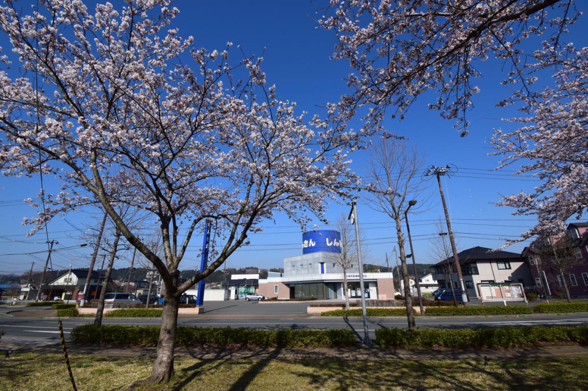 奥州市前沢アスティ商店会さくらのライトアップ 2019/04/19