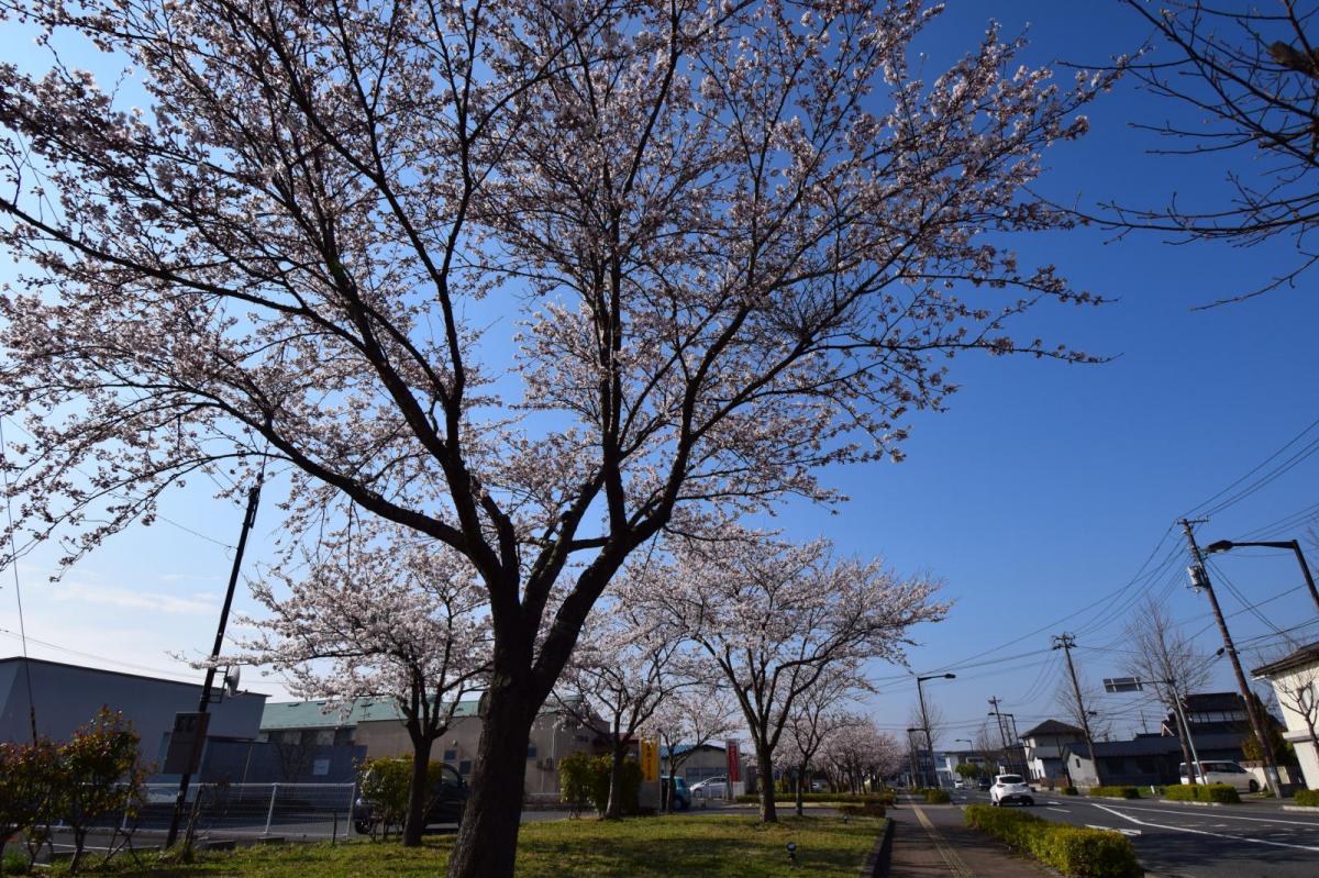 奥州市前沢アスティ商店会さくらのライトアップ 2019/04/19