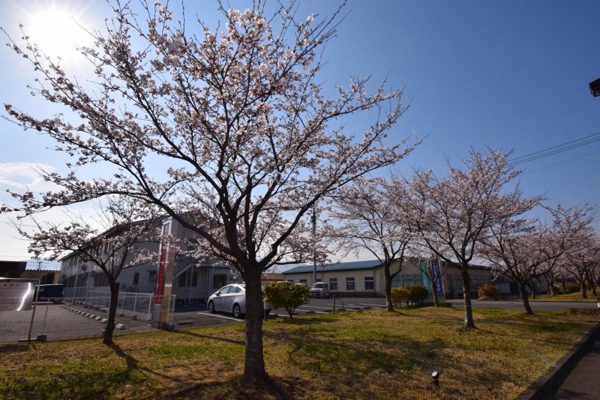 奥州市前沢アスティ商店会さくらのライトアップ 2019/04/19