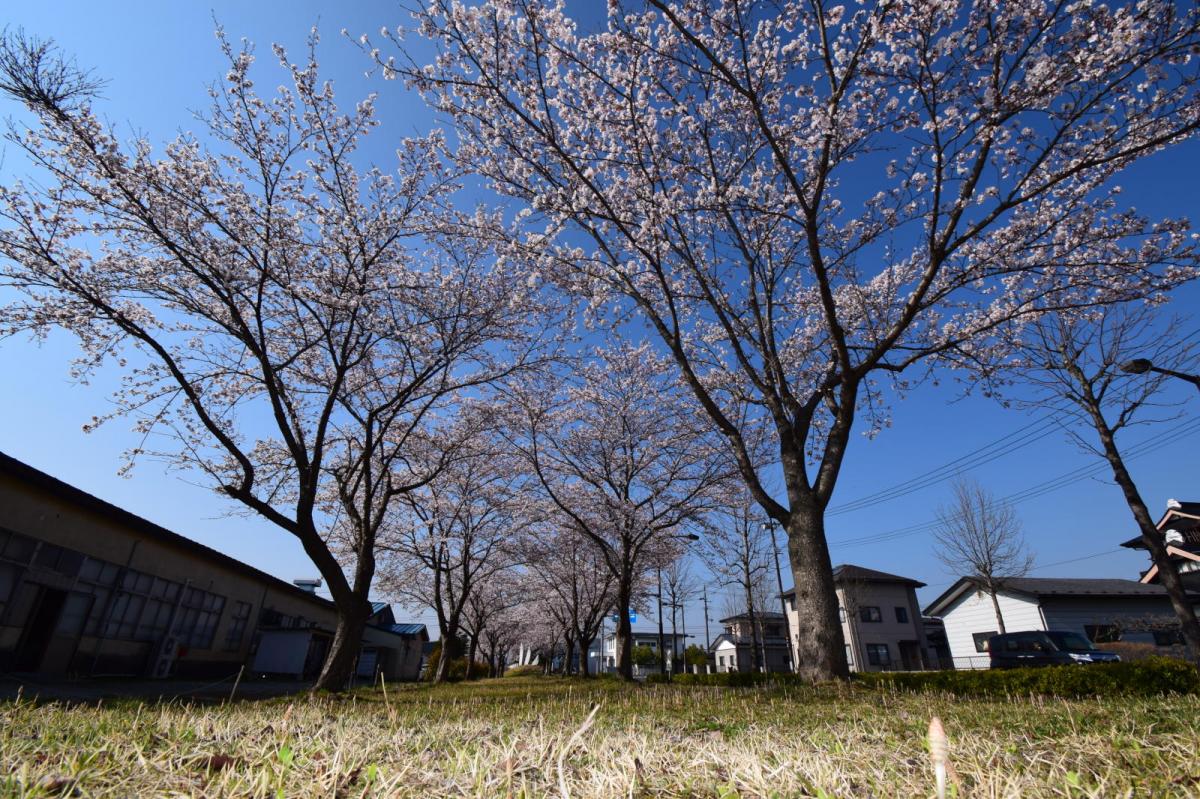 奥州市前沢アスティ商店会さくらのライトアップ 2019/04/19