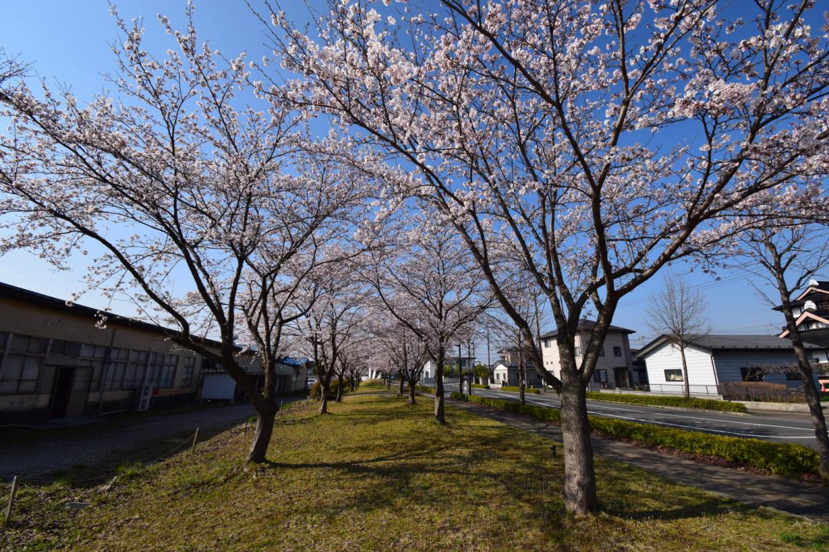 奥州市前沢アスティ商店会さくらのライトアップ 2019/04/19