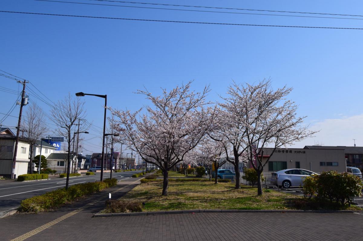 奥州市前沢アスティ商店会さくらのライトアップ 2019/04/19