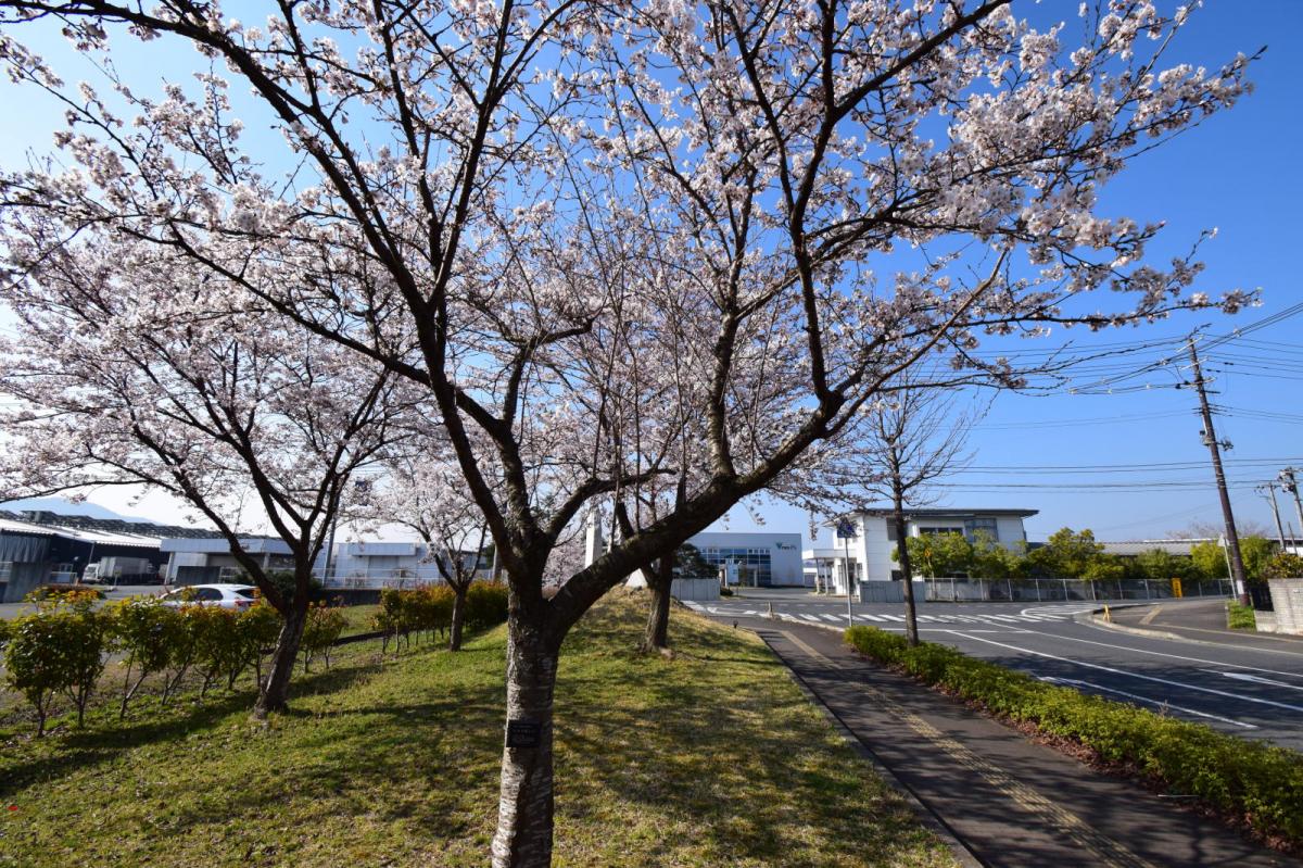 奥州市前沢アスティ商店会さくらのライトアップ 2019/04/19