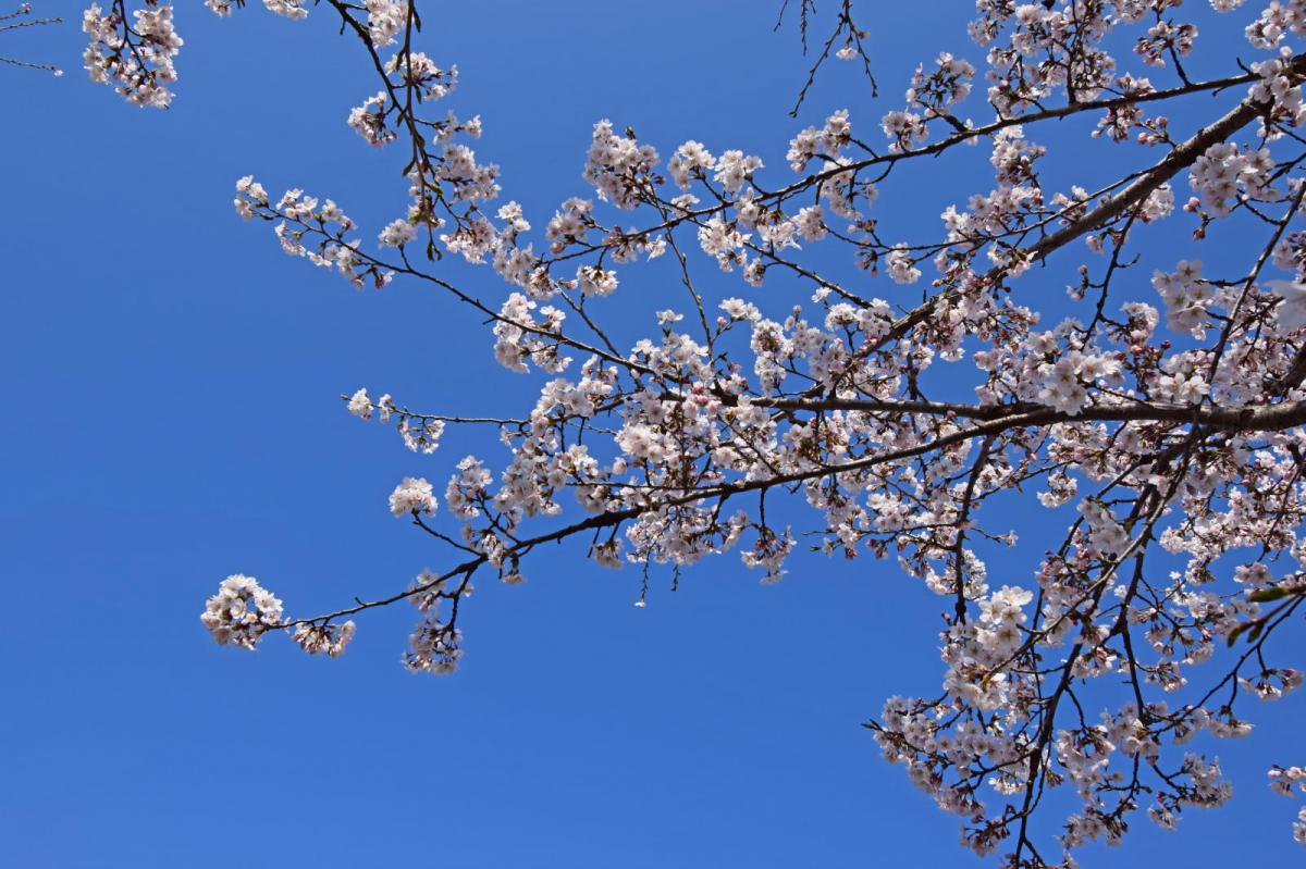 奥州市前沢アスティ商店会さくらのライトアップ 2019/04/19