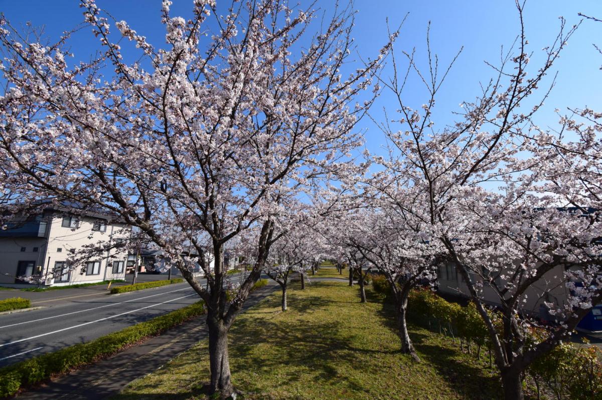 奥州市前沢アスティ商店会さくらのライトアップ 2019/04/19