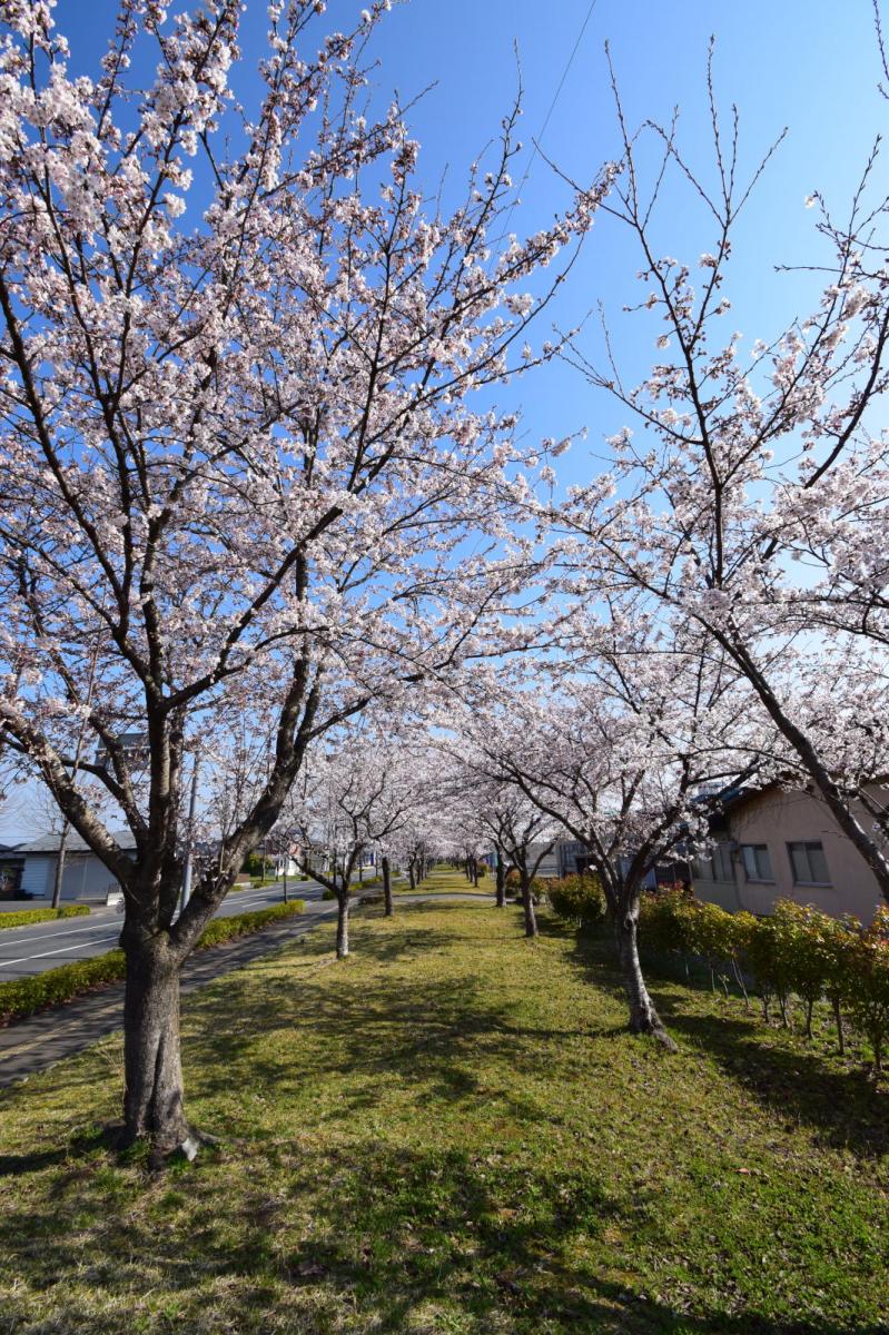 奥州市前沢アスティ商店会さくらのライトアップ 2019/04/19