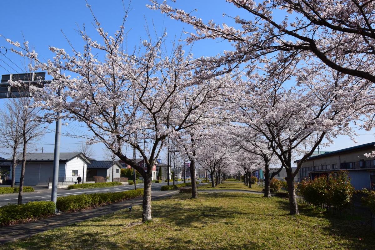 奥州市前沢アスティ商店会さくらのライトアップ 2019/04/19