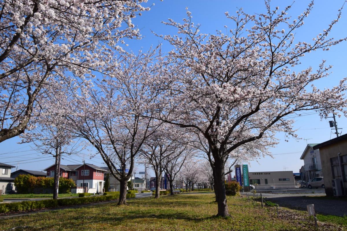 奥州市前沢アスティ商店会さくらのライトアップ 2019/04/19