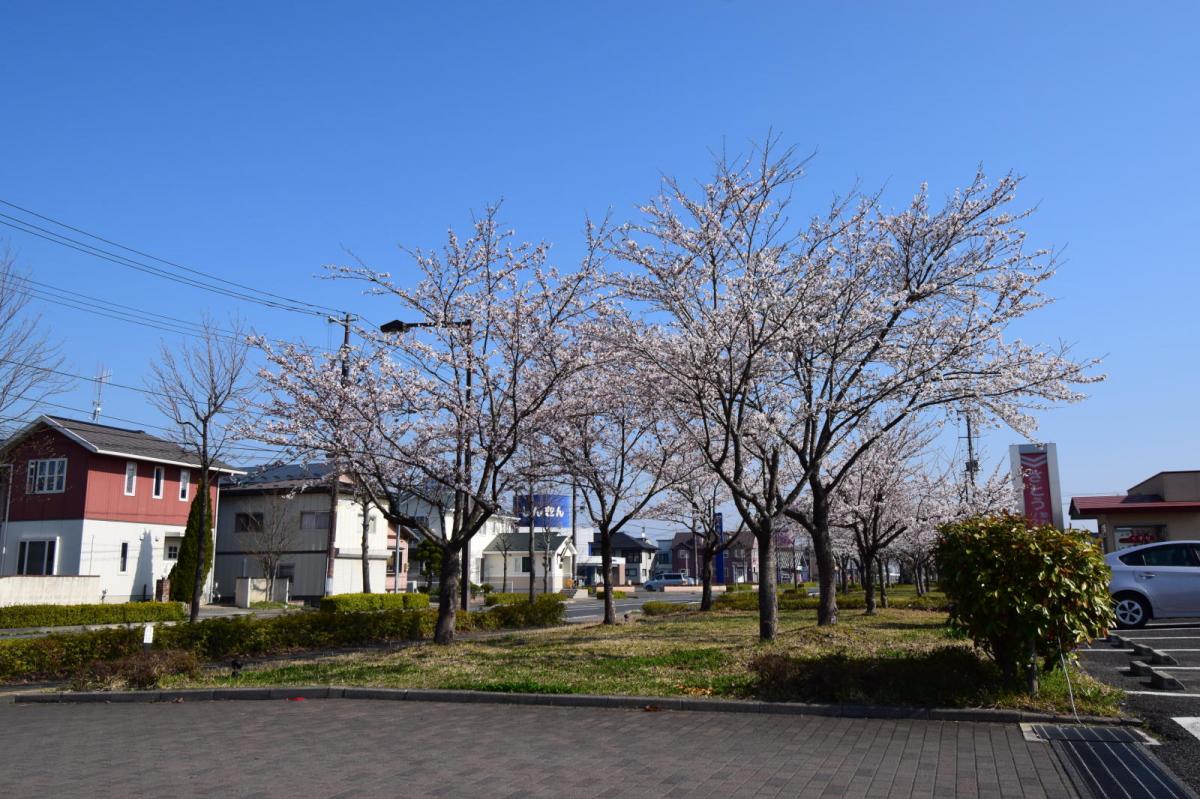 奥州市前沢アスティ商店会さくらのライトアップ 2019/04/19