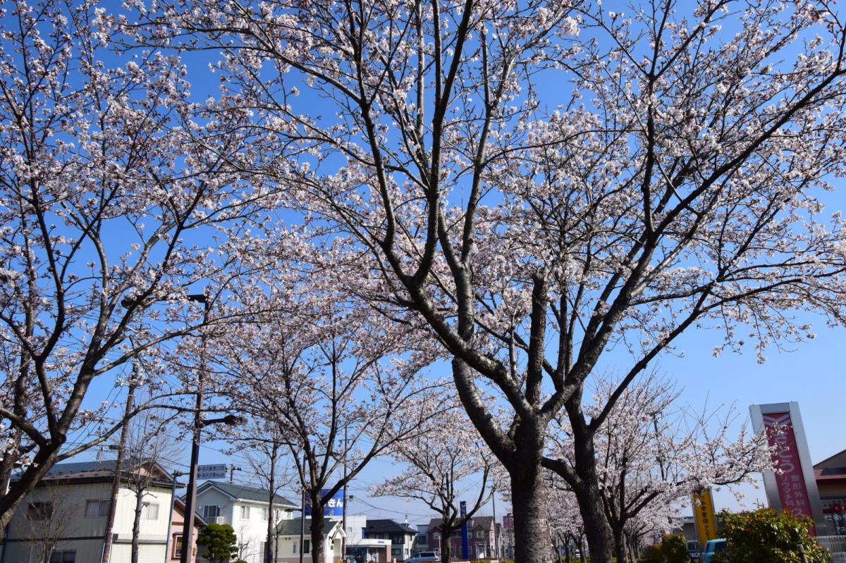 奥州市前沢アスティ商店会さくらのライトアップ 2019/04/19