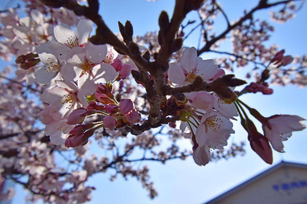 奥州市前沢アスティ商店会さくらのライトアップ 2019/04/19