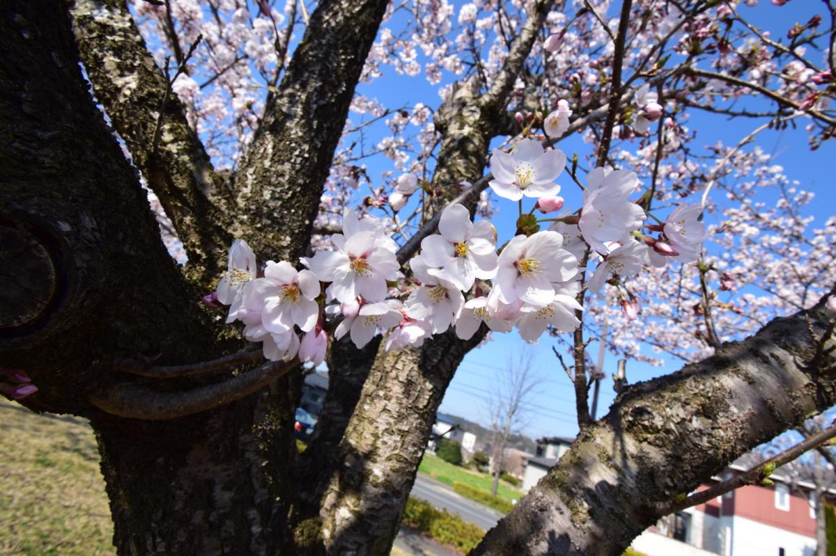 奥州市前沢アスティ商店会さくらのライトアップ 2019/04/19