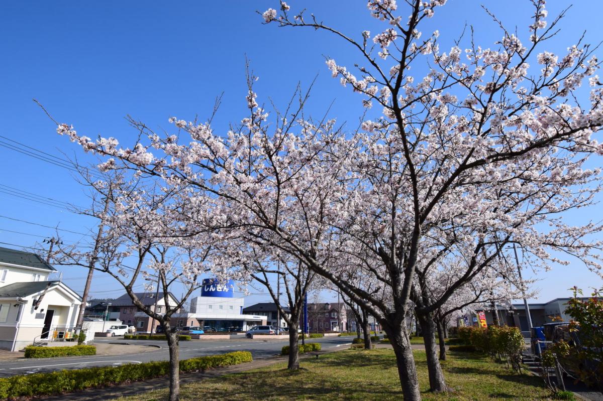 奥州市前沢アスティ商店会さくらのライトアップ 2019/04/19