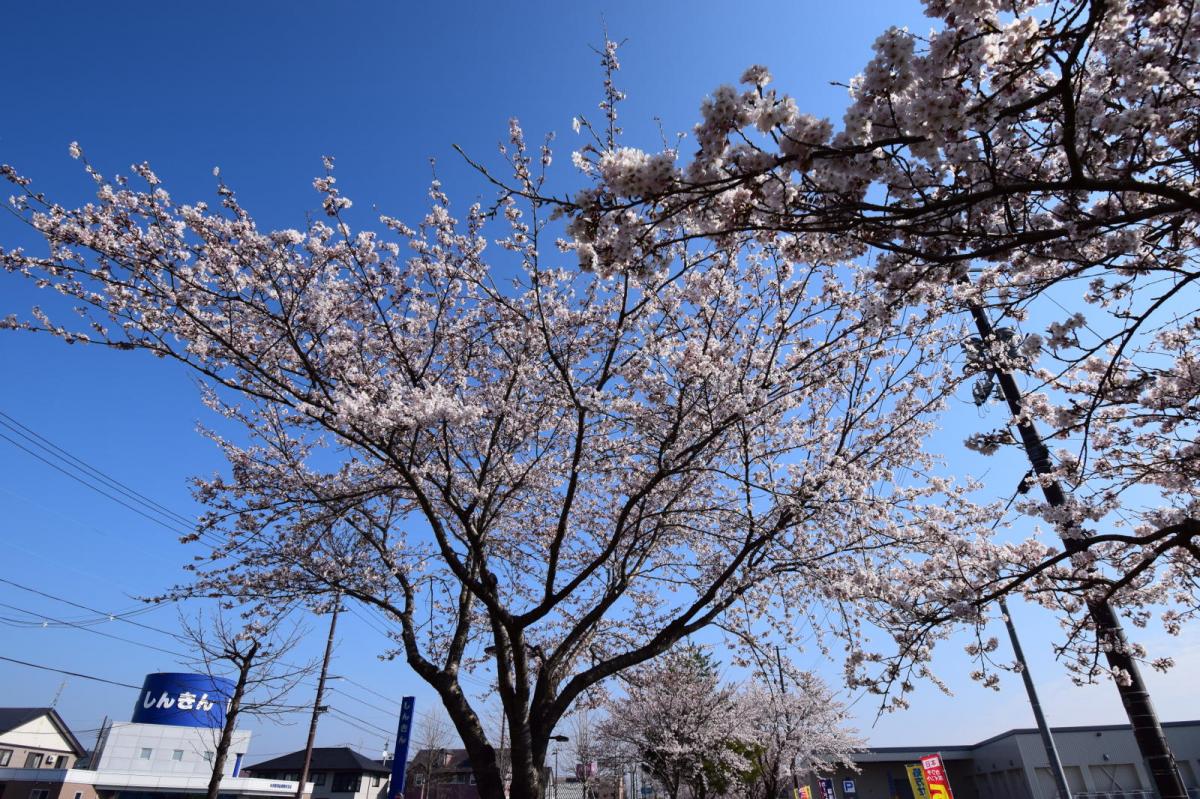 奥州市前沢アスティ商店会さくらのライトアップ 2019/04/19