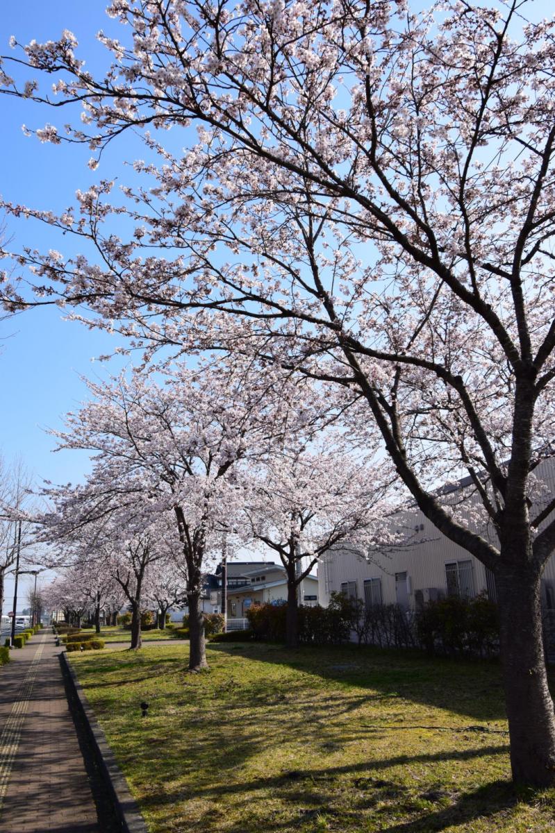 奥州市前沢アスティ商店会さくらのライトアップ 2019/04/19