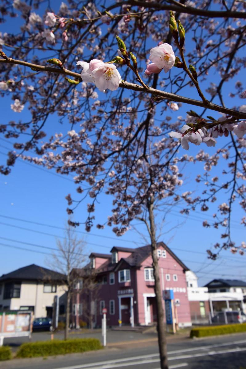 奥州市前沢アスティ商店会さくらのライトアップ 2019/04/19