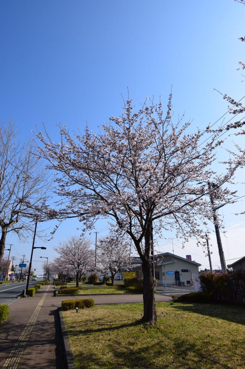 奥州市前沢アスティ商店会さくらのライトアップ 2019/04/19