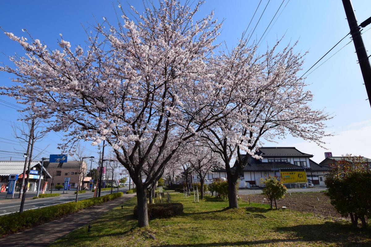 奥州市前沢アスティ商店会さくらのライトアップ 2019/04/19